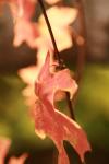 <img100*0:stuff/z/73640/uploadattempt1/i1256180180_10.jpg>