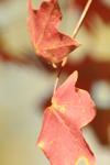 <img100*0:stuff/z/73640/uploadattempt1/i1256180180_11.jpg>