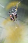 <img100*0:stuff/z/73640/uploadiiit/i1257832752_11.jpg>
