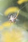 <img100*0:stuff/z/73640/uploadiiit/i1257832752_12.jpg>
