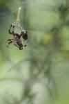 <img100*0:stuff/z/73640/uploadiiit/i1257832752_16.jpg>