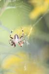 <img100*0:stuff/z/73640/uploadiiit/i1257832752_17.jpg>