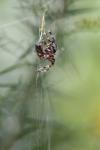 <img100*0:stuff/z/73640/uploadiiit/i1257832752_3.jpg>