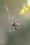 <img100*0:stuff/z/73640/uploadiiit/i1257832752_8.jpg>