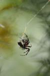 <img100*0:stuff/z/73640/uploadiiit/i1257832753_19.jpg>
