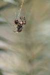 <img100*0:stuff/z/73640/uploadiiit/i1257832753_23.jpg>