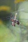 <img100*0:stuff/z/73640/uploadiiit/i1257832753_31.jpg>