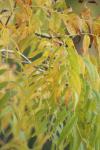 <img100*0:stuff/z/73640/uploadpage11/i1257137875_1.jpg>