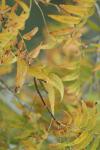 <img100*0:stuff/z/73640/uploadpage11/i1257137875_2.jpg>