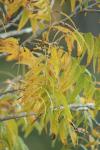 <img100*0:stuff/z/73640/uploadpage11/i1257137875_3.jpg>