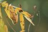<img100*0:stuff/z/73640/uploadpage11/i1257137875_4.jpg>