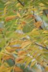 <img100*0:stuff/z/73640/uploadpage11/i1257137875_5.jpg>