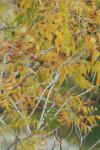 <img100*0:stuff/z/73640/uploadpage11/i1257137876_11.jpg>
