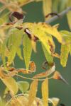 <img100*0:stuff/z/73640/uploadpage11/i1257137876_12.jpg>