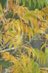 <img100*0:stuff/z/73640/uploadpage11/i1257137876_13.jpg>