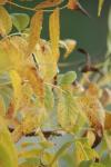 <img100*0:stuff/z/73640/uploadpage11/i1257137876_14.jpg>