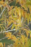 <img100*0:stuff/z/73640/uploadpage11/i1257137876_15.jpg>