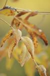 <img100*0:stuff/z/73640/uploadpage11/i1257137876_16.jpg>