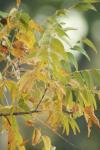 <img100*0:stuff/z/73640/uploadpage11/i1257137876_6.jpg>
