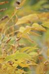 <img100*0:stuff/z/73640/uploadpage11/i1257137876_7.jpg>
