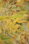<img100*0:stuff/z/73640/uploadpage11/i1257137876_9.jpg>