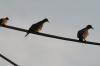 <img100*0:stuff/z/73640/uploadthismow/i1257208407_1.jpg>