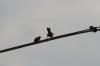 <img100*0:stuff/z/73640/uploadthismow/i1257208407_10.jpg>