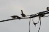 <img100*0:stuff/z/73640/uploadthismow/i1257208407_11.jpg>