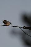 <img100*0:stuff/z/73640/uploadthismow/i1257208407_12.jpg>