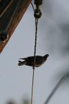 <img100*0:stuff/z/73640/uploadthismow/i1257208407_13.jpg>