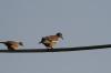 <img100*0:stuff/z/73640/uploadthismow/i1257208407_14.jpg>