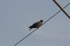 <img100*0:stuff/z/73640/uploadthismow/i1257208407_15.jpg>