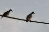 <img100*0:stuff/z/73640/uploadthismow/i1257208407_2.jpg>