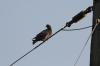 <img100*0:stuff/z/73640/uploadthismow/i1257208407_3.jpg>