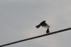 <img100*0:stuff/z/73640/uploadthismow/i1257208407_4.jpg>