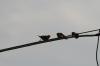 <img100*0:stuff/z/73640/uploadthismow/i1257208407_5.jpg>