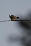 <img100*0:stuff/z/73640/uploadthismow/i1257208407_6.jpg>