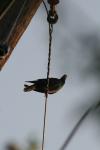 <img100*0:stuff/z/73640/uploadthismow/i1257208407_7.jpg>