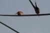 <img100*0:stuff/z/73640/uploadthismow/i1257208407_8.jpg>