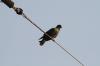 <img100*0:stuff/z/73640/uploadthismow/i1257208407_9.jpg>