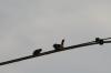 <img100*0:stuff/z/73640/uploadthismow/i1257208408_16.jpg>
