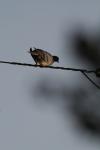 <img100*0:stuff/z/73640/uploadthismow/i1257208408_18.jpg>