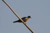 <img100*0:stuff/z/73640/uploadthismow/i1257208408_21.jpg>