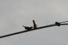 <img100*0:stuff/z/73640/uploadthismow/i1257208408_22.jpg>