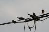 <img100*0:stuff/z/73640/uploadthismow/i1257208408_23.jpg>