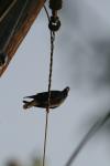 <img100*0:stuff/z/73640/uploadthismow/i1257208408_24.jpg>