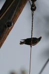 <img100*0:stuff/z/73640/uploadthismow/i1257208408_25.jpg>