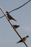 <img100*0:stuff/z/73640/uploadthismow/i1257208408_26.jpg>