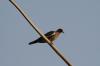 <img100*0:stuff/z/73640/uploadthismow/i1257208408_27.jpg>