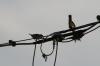 <img100*0:stuff/z/73640/uploadthismow/i1257208408_29.jpg>